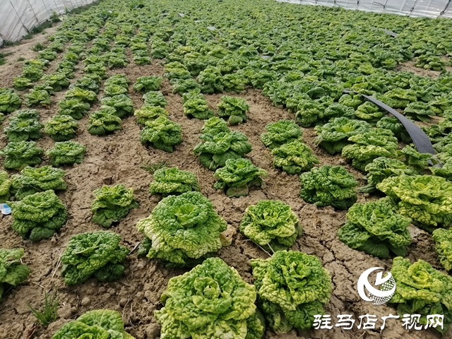 菜農(nóng)蔬菜滯銷  義工“搭橋”幫忙