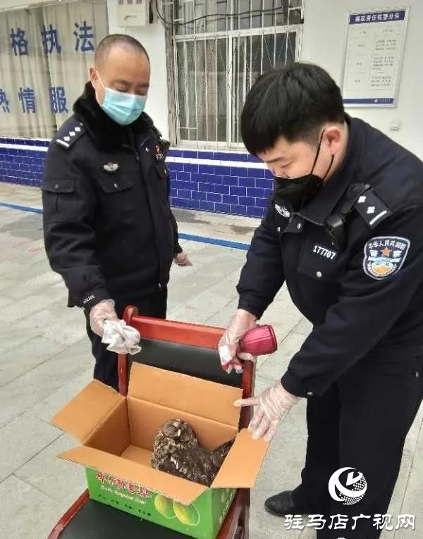 泌陽民警及時(shí)營(yíng)救國(guó)家二級(jí)保護(hù)動(dòng)物貓頭鷹