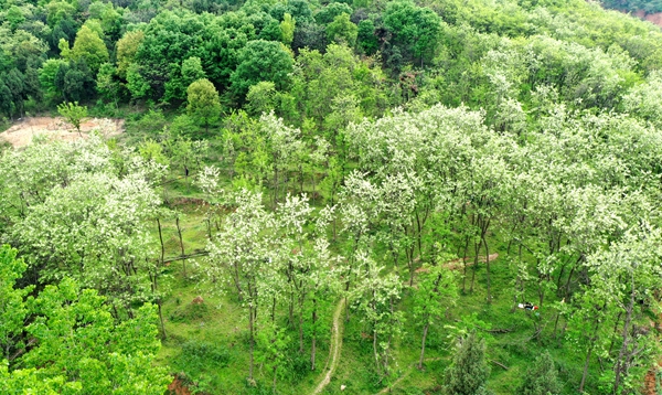 遂平縣槐樹(shù)鄉(xiāng)首屆“槐花節(jié)”吸引20多家企業(yè)參展