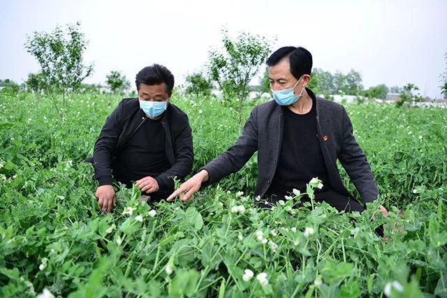 駐馬店這個社區(qū)：豌豆花開分外香 林下經(jīng)濟(jì)富一方