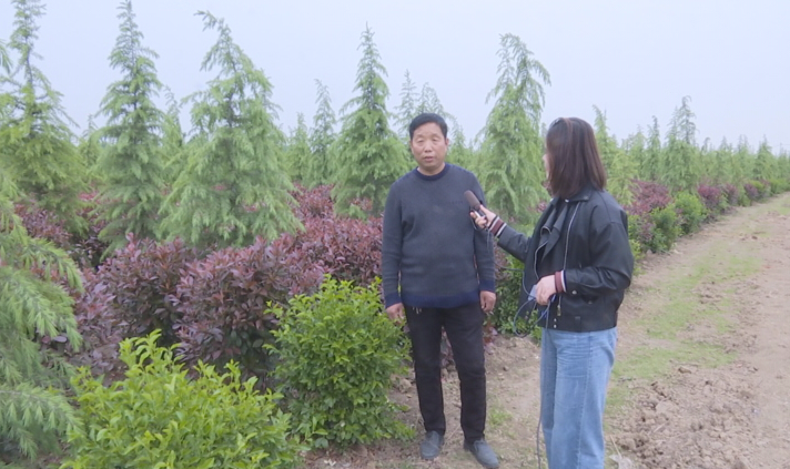 幫幫他吧！上蔡縣70畝紅葉石楠滯銷，種植戶發(fā)愁……