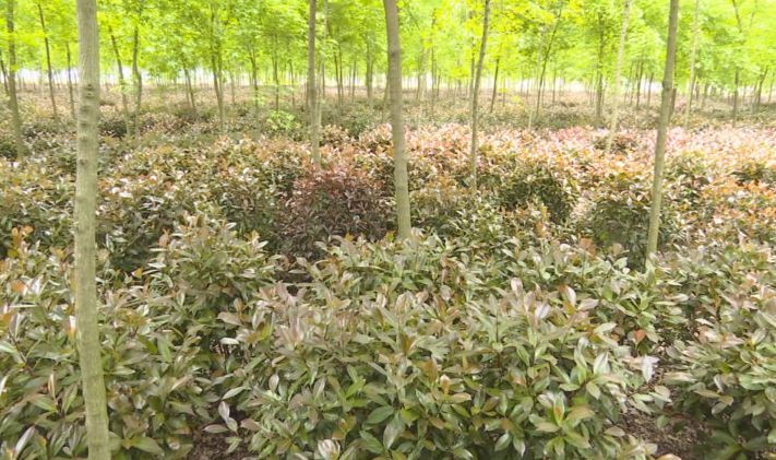 幫幫他吧！上蔡縣70畝紅葉石楠滯銷，種植戶發(fā)愁……