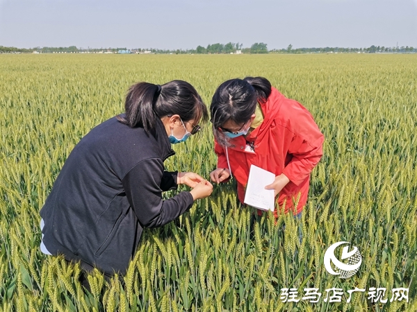 正陽：150萬畝冬小麥進入灌漿期 農(nóng)氣專家地頭開防治“藥方”