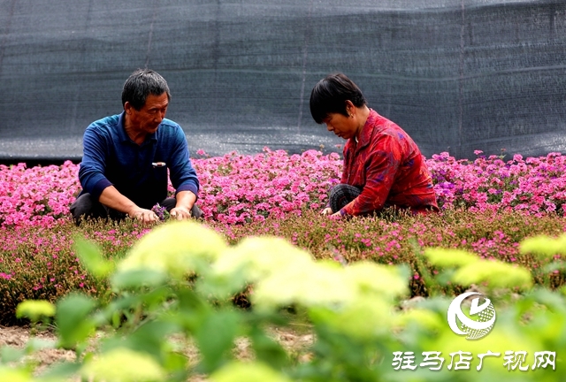 河南駐馬店：小鎮(zhèn)文明建設(shè)催開幸?；▋? width=