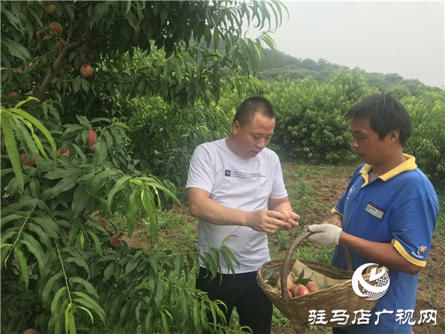 千畝紫英桃結出致富新希望