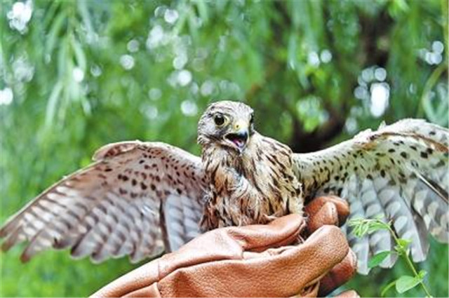 回家吧，回到最初的美好 42只野生動物回歸大自然