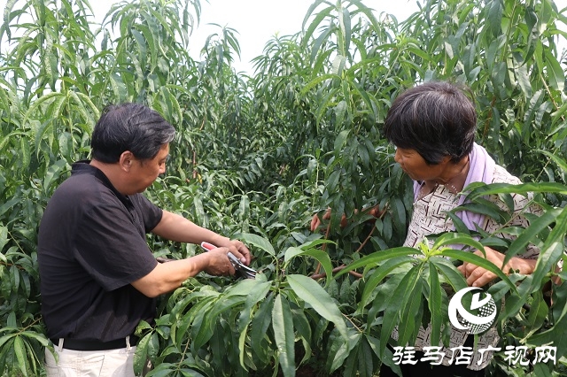 泌陽(yáng)縣易齊發(fā)種植專(zhuān)業(yè)合作社帶領(lǐng)鄉(xiāng)親“一起發(fā)”