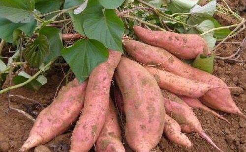 高廟產業(yè)優(yōu) 紅薯效益好