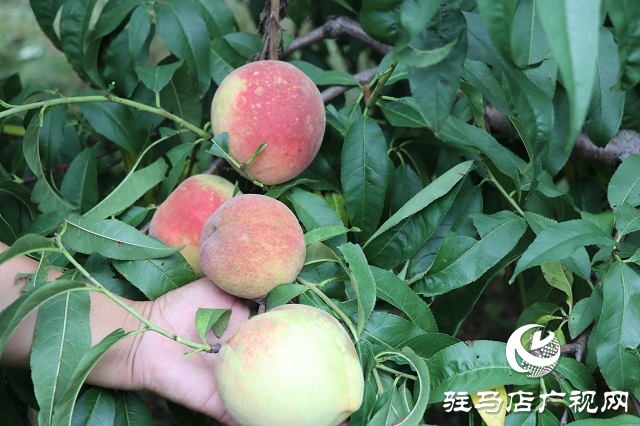 泌陽(yáng)縣易齊發(fā)種植專(zhuān)業(yè)合作社帶領(lǐng)鄉(xiāng)親“一起發(fā)”