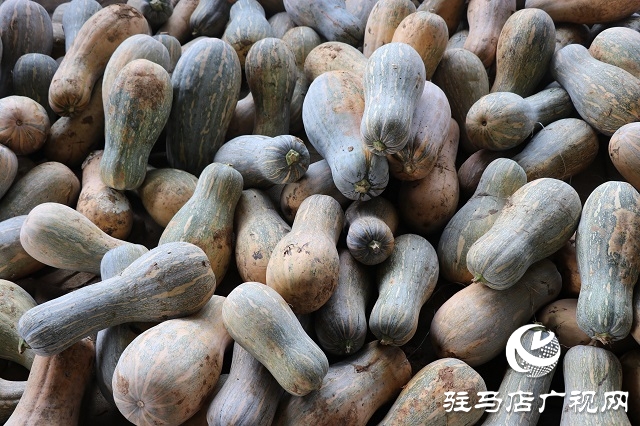 泌陽(yáng)縣易齊發(fā)種植專(zhuān)業(yè)合作社帶領(lǐng)鄉(xiāng)親“一起發(fā)”