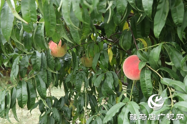 泌陽(yáng)縣易齊發(fā)種植專(zhuān)業(yè)合作社帶領(lǐng)鄉(xiāng)親“一起發(fā)”