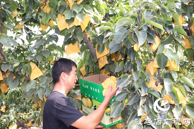 汝南縣板店鄉(xiāng)：梨香引得客商來(lái)