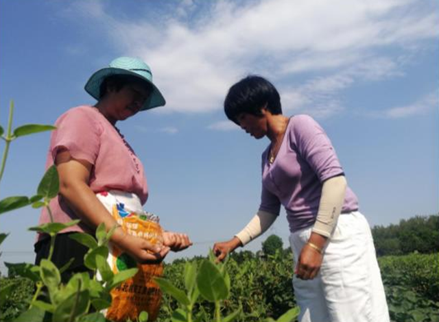 西平縣五溝營鎮(zhèn)：金銀花種植助推脫貧攻堅