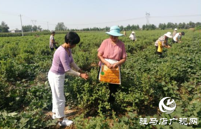 西平縣五溝營鎮(zhèn)：金銀花種植助推脫貧攻堅