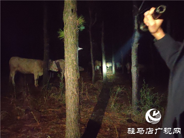 警民齊心冒雨尋牛，秋涼心卻暖