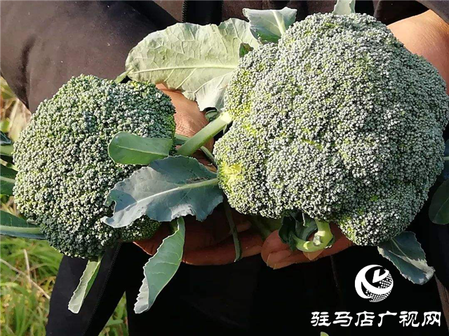 攜手北沃 見(jiàn)證豐收 ——北沃高鈣肥再顯神威，表現(xiàn)驚艷眾人！