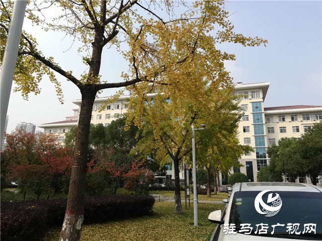 銀杏黃葉飄 賞景好時(shí)節(jié)