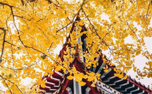 “古剎秋景惹人醉，金色滿園迎賓朋”——嵩山少林寺千年銀杏已到了一年之中最美時節(jié)！