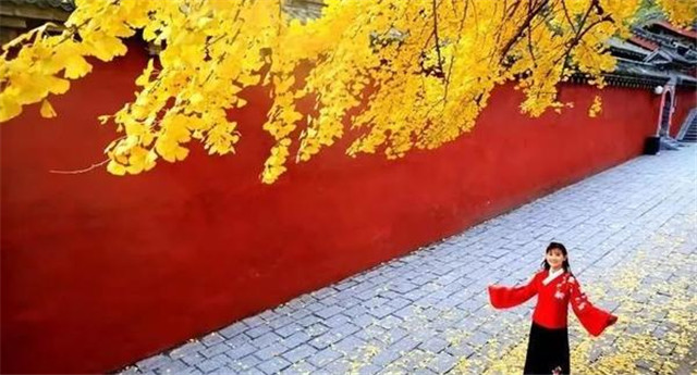 “古剎秋景惹人醉，金色滿園迎賓朋”——嵩山少林寺千年銀杏已到了一年之中最美時節(jié)！