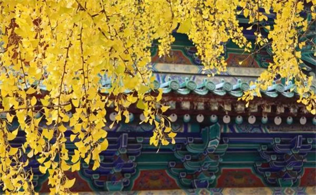 “古剎秋景惹人醉，金色滿園迎賓朋”——嵩山少林寺千年銀杏已到了一年之中最美時節(jié)！
