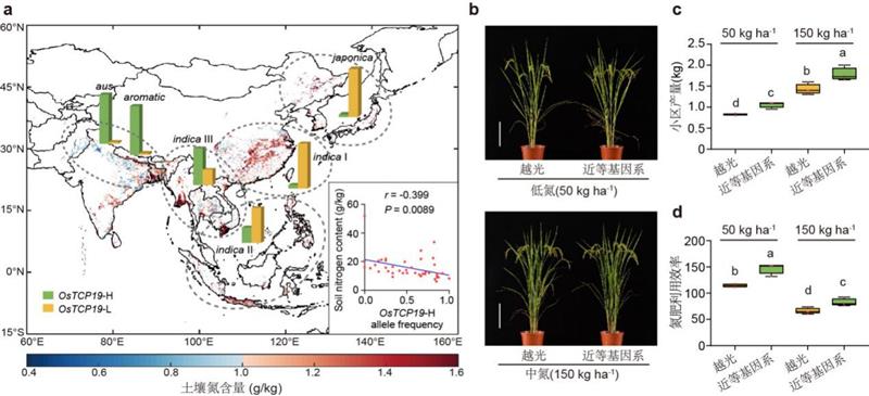 中國(guó)科學(xué)家找回“古早”水稻基因，可提高氮肥利用效率