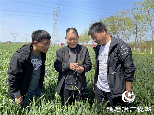  刻不容緩！小麥赤霉病防治正當(dāng)時