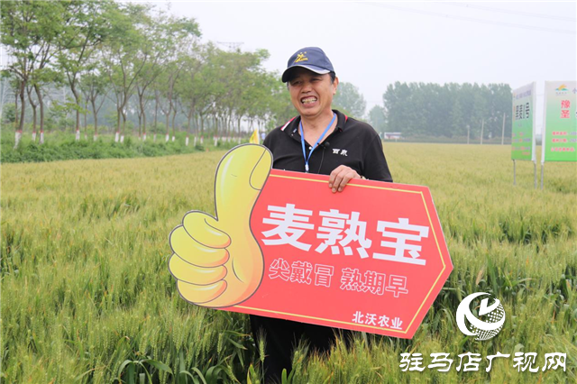 麥?zhǔn)鞂毚笤霎a(chǎn) 中原麥區(qū)論英雄 ——北沃農(nóng)業(yè)2021麥?zhǔn)鞂氂^摩會(huì)勝利召開(kāi)