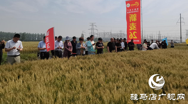 新麥26優(yōu)質又高產 觀摩迎豐收