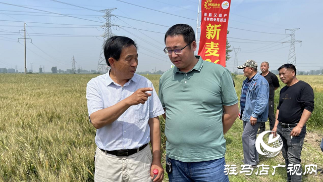 新麥26優(yōu)質又高產 觀摩迎豐收