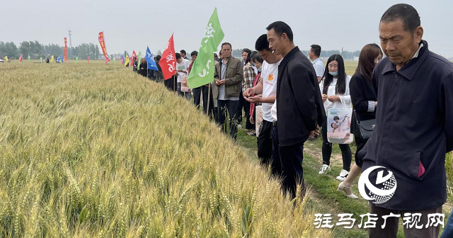 新麥26優(yōu)質又高產 觀摩迎豐收