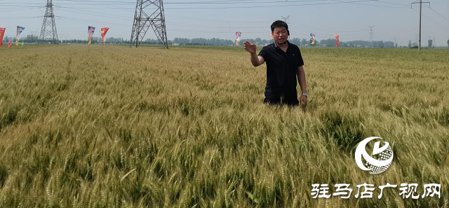 新麥26優(yōu)質又高產 觀摩迎豐收