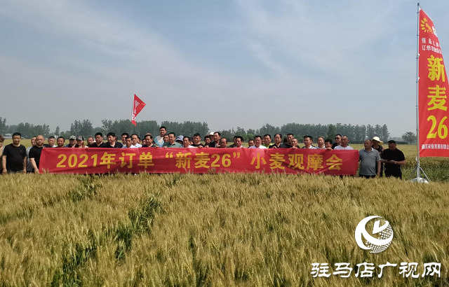 新麥26優(yōu)質又高產 觀摩迎豐收