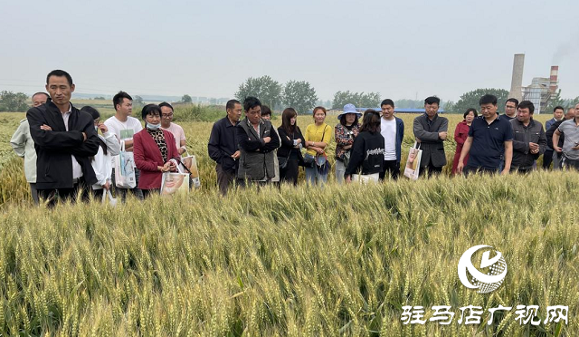 新麥26優(yōu)質又高產 觀摩迎豐收