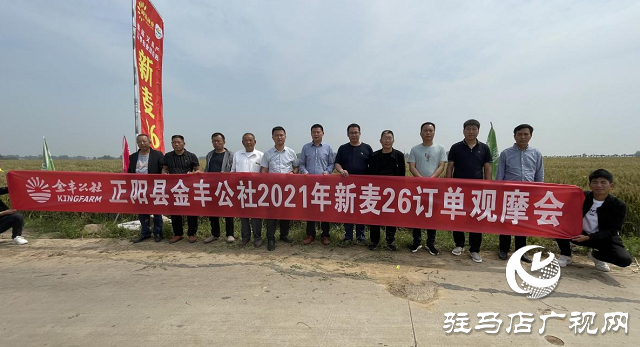 新麥26優(yōu)質又高產 觀摩迎豐收