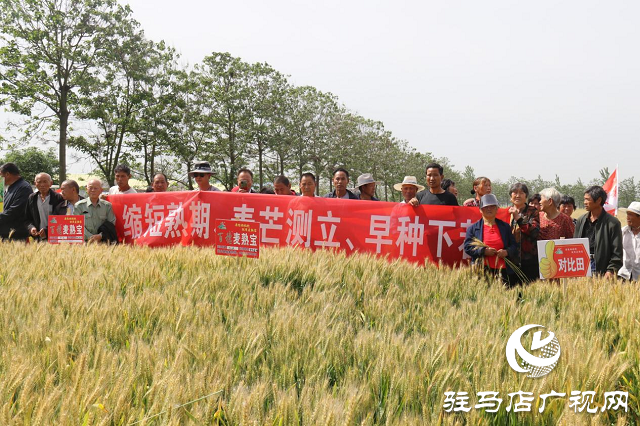 重磅：麥?zhǔn)鞂毐憩F(xiàn)出眾中原麥區(qū)大放異彩  ——北沃農(nóng)業(yè)相繼召開(kāi)麥?zhǔn)鞂氂^摩