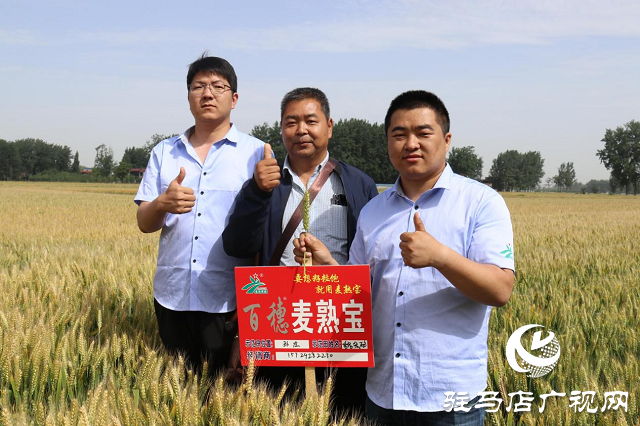 重磅：麥?zhǔn)鞂毐憩F(xiàn)出眾中原麥區(qū)大放異彩  ——北沃農(nóng)業(yè)相繼召開(kāi)麥?zhǔn)鞂氂^摩