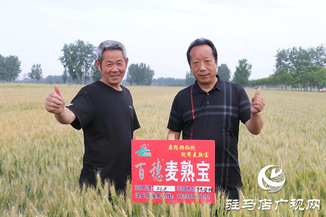 重磅：麥?zhǔn)鞂毐憩F(xiàn)出眾中原麥區(qū)大放異彩  ——北沃農(nóng)業(yè)相繼召開(kāi)麥?zhǔn)鞂氂^摩