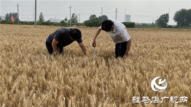 河南金六豐種業(yè)：小麥測產(chǎn) 產(chǎn)量喜人