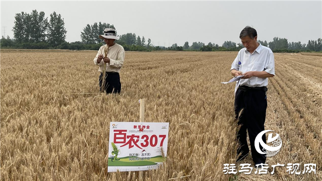 河南金六豐種業(yè)：小麥測產(chǎn) 產(chǎn)量喜人