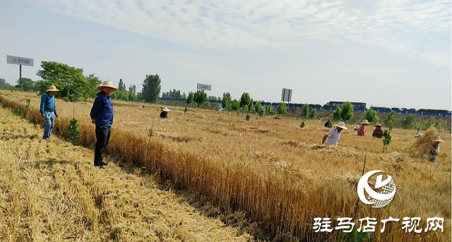 確山縣雙河鎮(zhèn)：夏收夏播“搶”字當頭 集體經(jīng)濟“穩(wěn)”步壯大