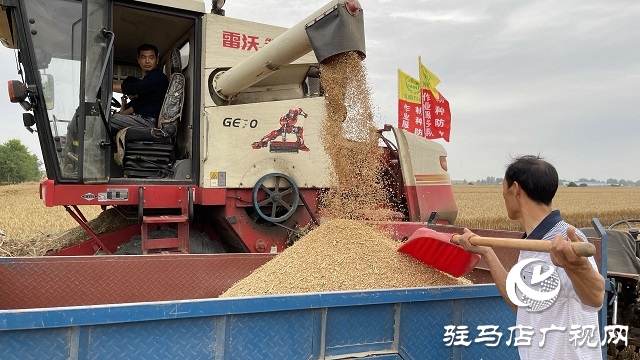 河南省副省長陳星深入驛城區(qū)調(diào)研指導“三夏”工作