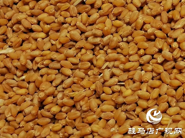 專家見證：麥?zhǔn)鞂毚箫@神威，畝均增產(chǎn)220斤！