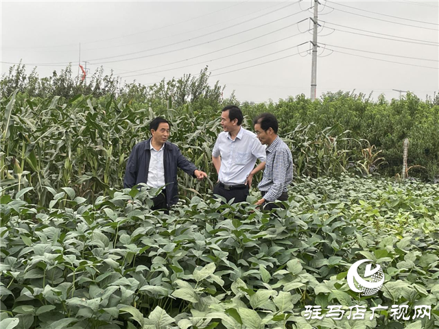 加強田間中后期管理 確保秋糧豐產豐收