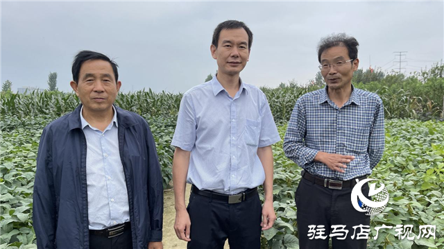 加強田間中后期管理 確保秋糧豐產豐收