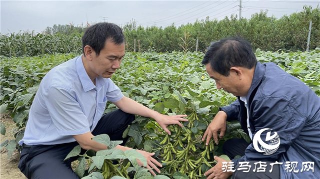 加強田間中后期管理 確保秋糧豐產豐收