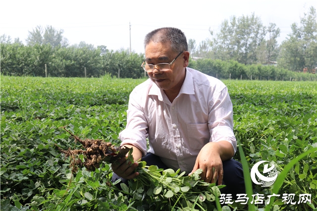 加強田間中后期管理 確保秋糧豐產豐收