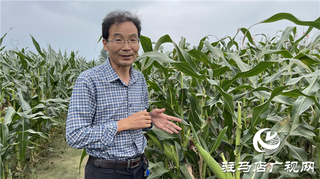 加強田間中后期管理 確保秋糧豐產豐收