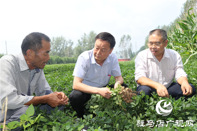 加強田間中后期管理 確保秋糧豐產豐收