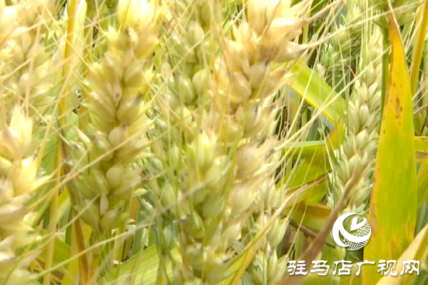 重磅！麥熟寶，驚艷亮相！2020年北沃農(nóng)業(yè)再出大招！