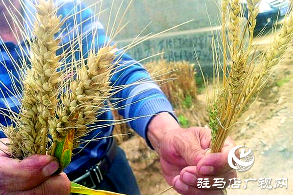 重磅！麥熟寶，驚艷亮相！2020年北沃農(nóng)業(yè)再出大招！